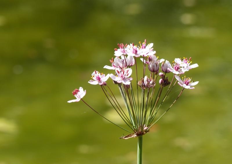 Butomus Umbellatus L, junco florido que se puede encontrar en La Coronada (Badajoz)