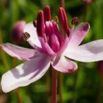 Butomus Umbellatus L, junco florido que se puede encontrar en La Coronada (Badajoz)