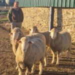 Carneros hispanoaustralianos Fuente de los Romeros en La Coronada (Badajoz)