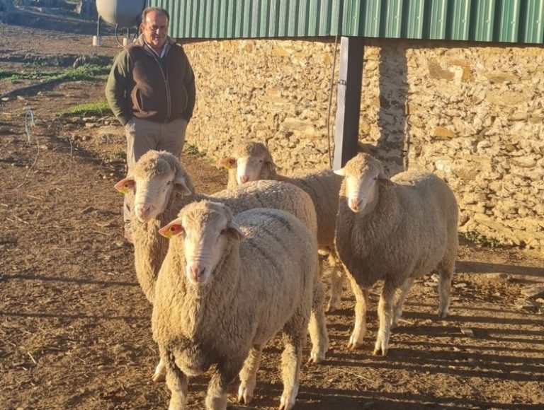 Carneros hispanoaustralianos Fuente de los Romeros en La Coronada (Badajoz)